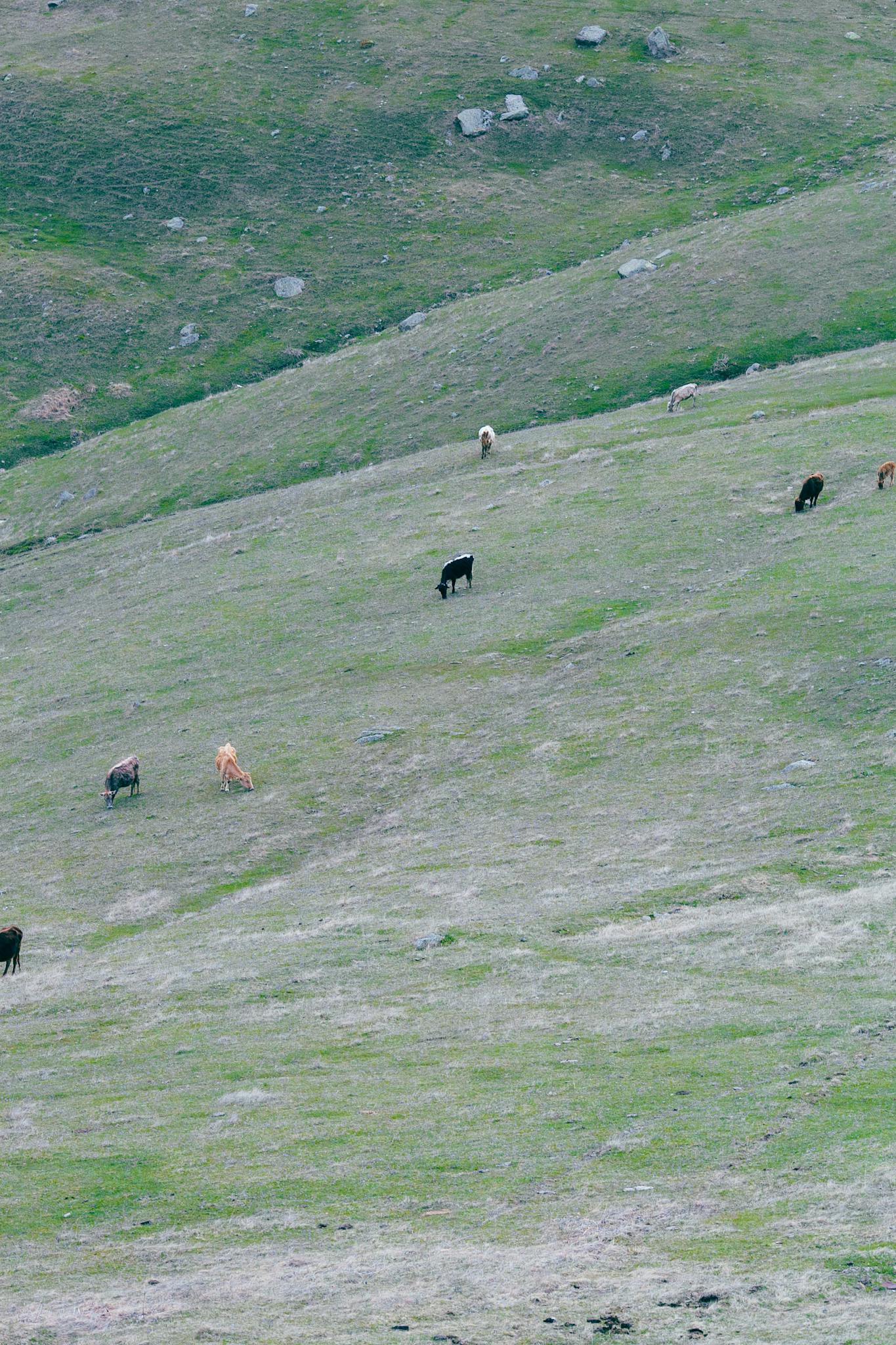 Herd of domesticated goats grazing on grassy vast lawn in hilly countryside on clear summer weather